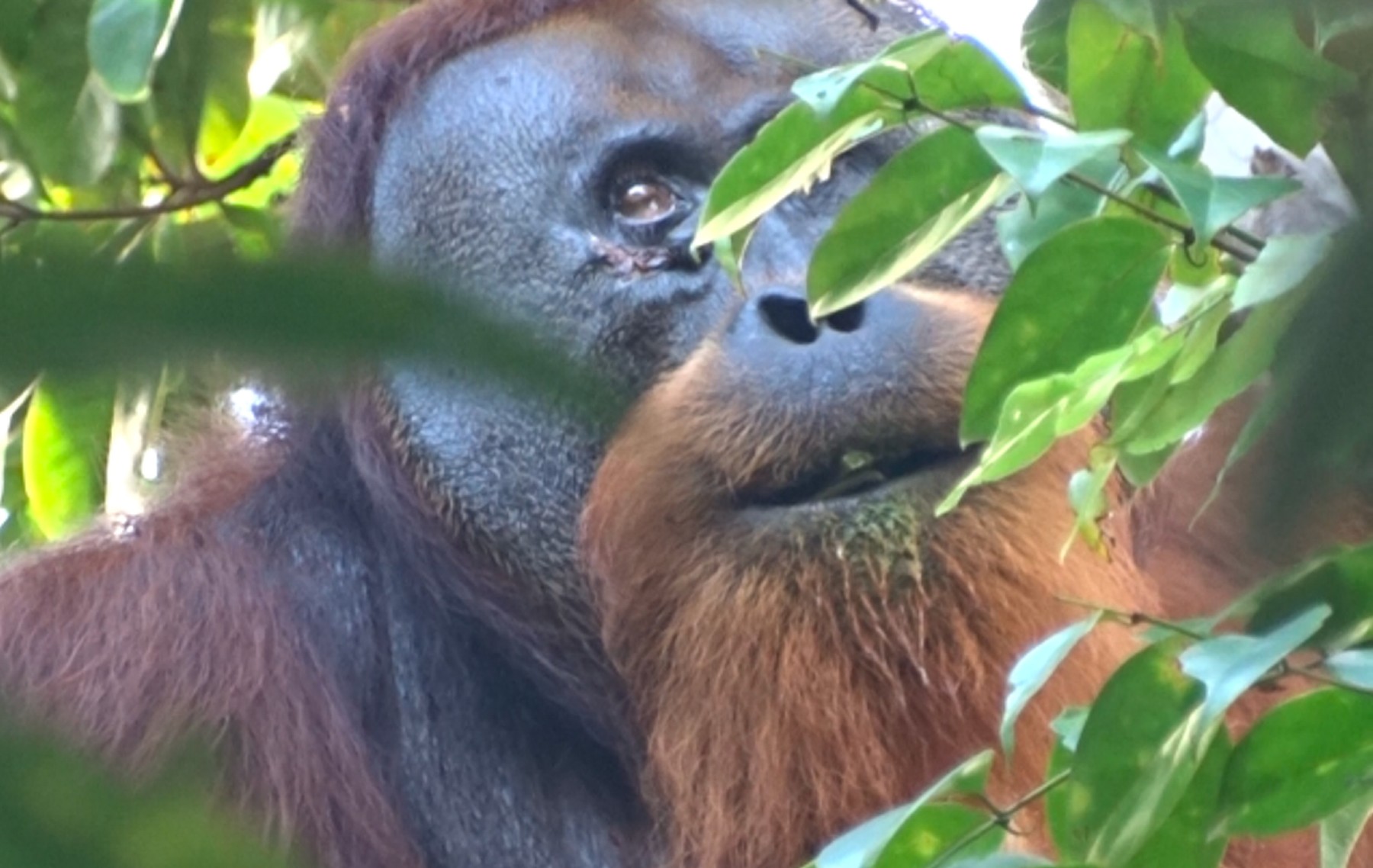 orangutan, Rakus