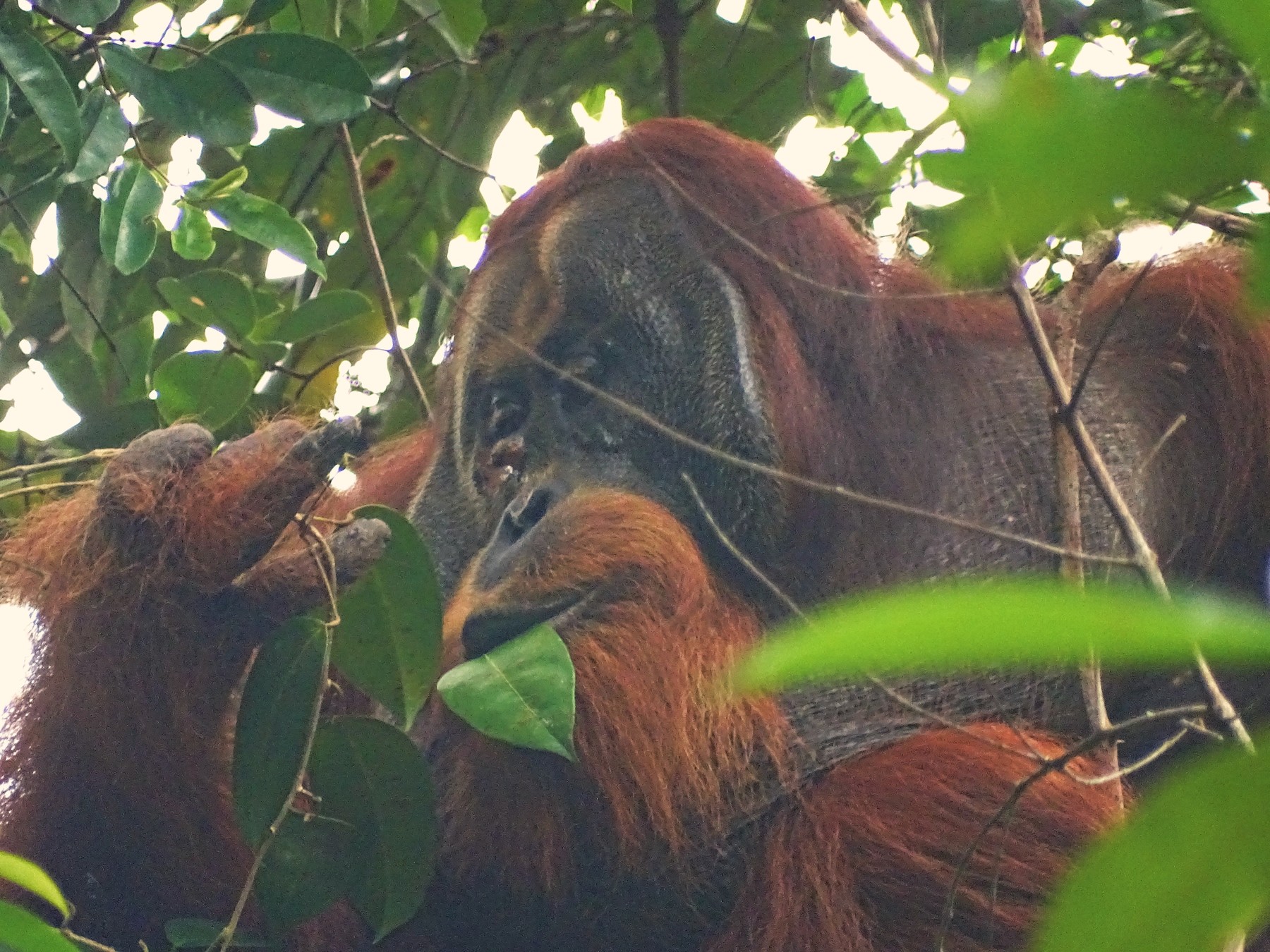 orangutan, Rakus