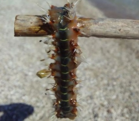 gosenica, podgorica, ognjeni črv