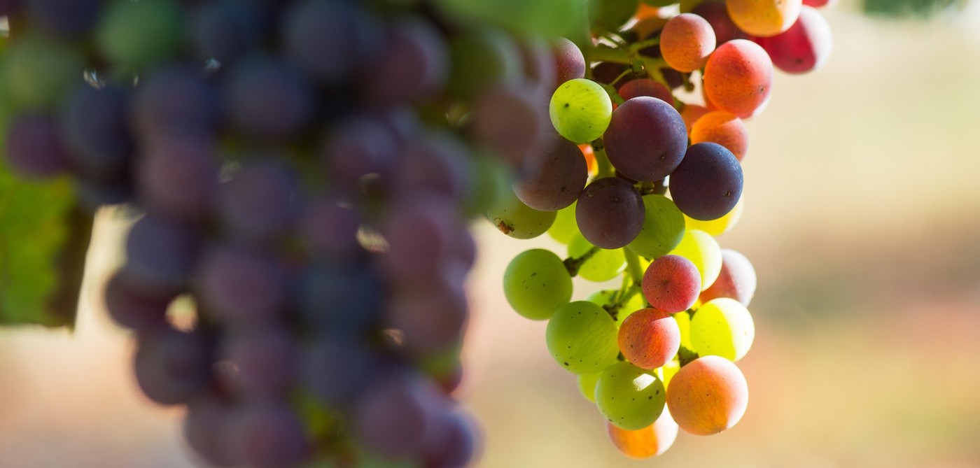 grozdje, vinograd