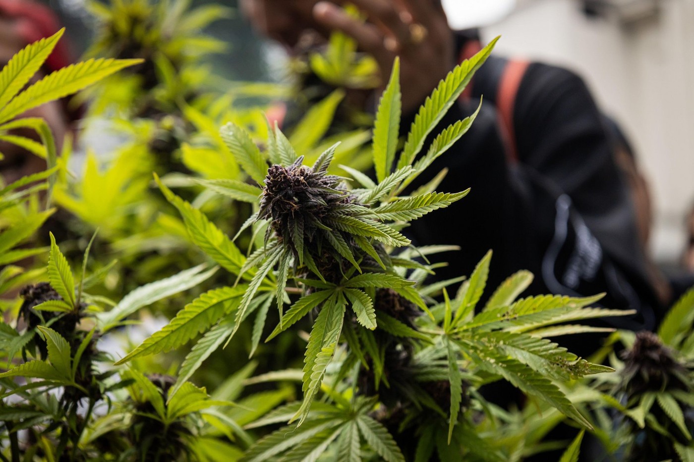 Bogota, Colombia. 04th May, 2024. Demonstrators take part during the global marijuana day demonstrations in Medellin, Colombia, May 4, 2024. Photo by: Juan J. Eraso/Long Visual Press Credit: Long Visual Press/Alamy Live News