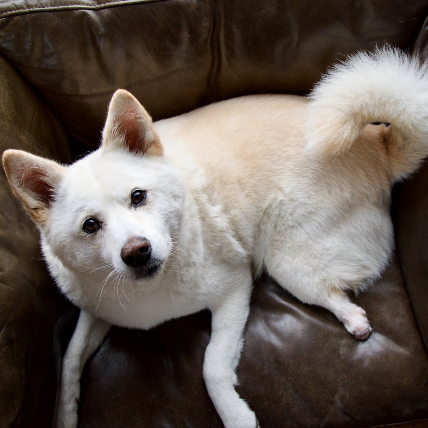 Jindo