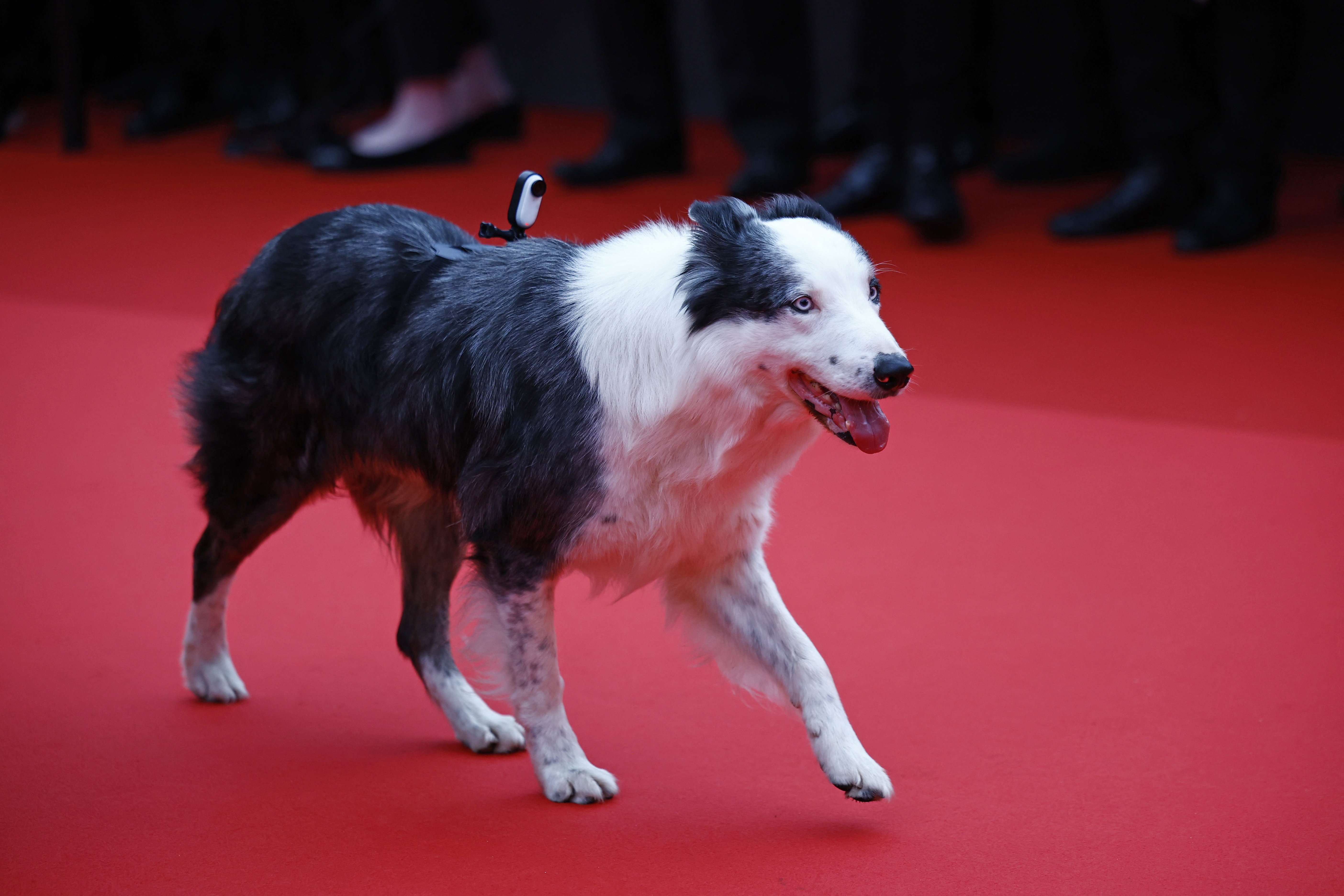 Foto: Sarah Meyssonnier/REUTERS