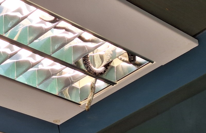 kača, policijska uprava koper