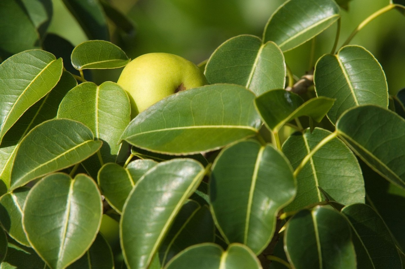 strupeno jabolko, Hippomane mancinella