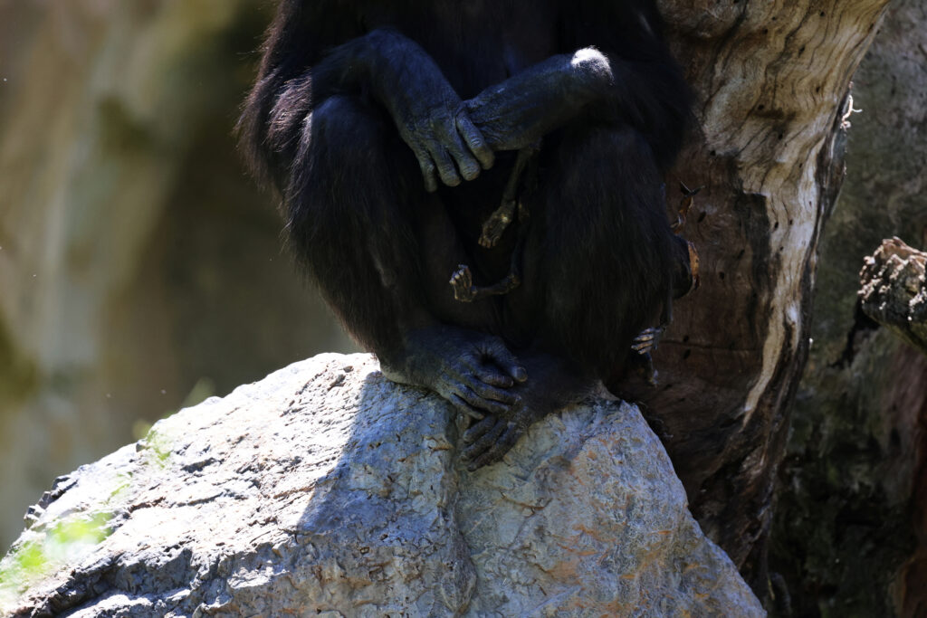 1716299717-2024-05-21T080314Z_892116258_RC2NR7AVVVSS_RTRMADP_3_SPAIN-CHIMPANZEE-1024x683.jpg