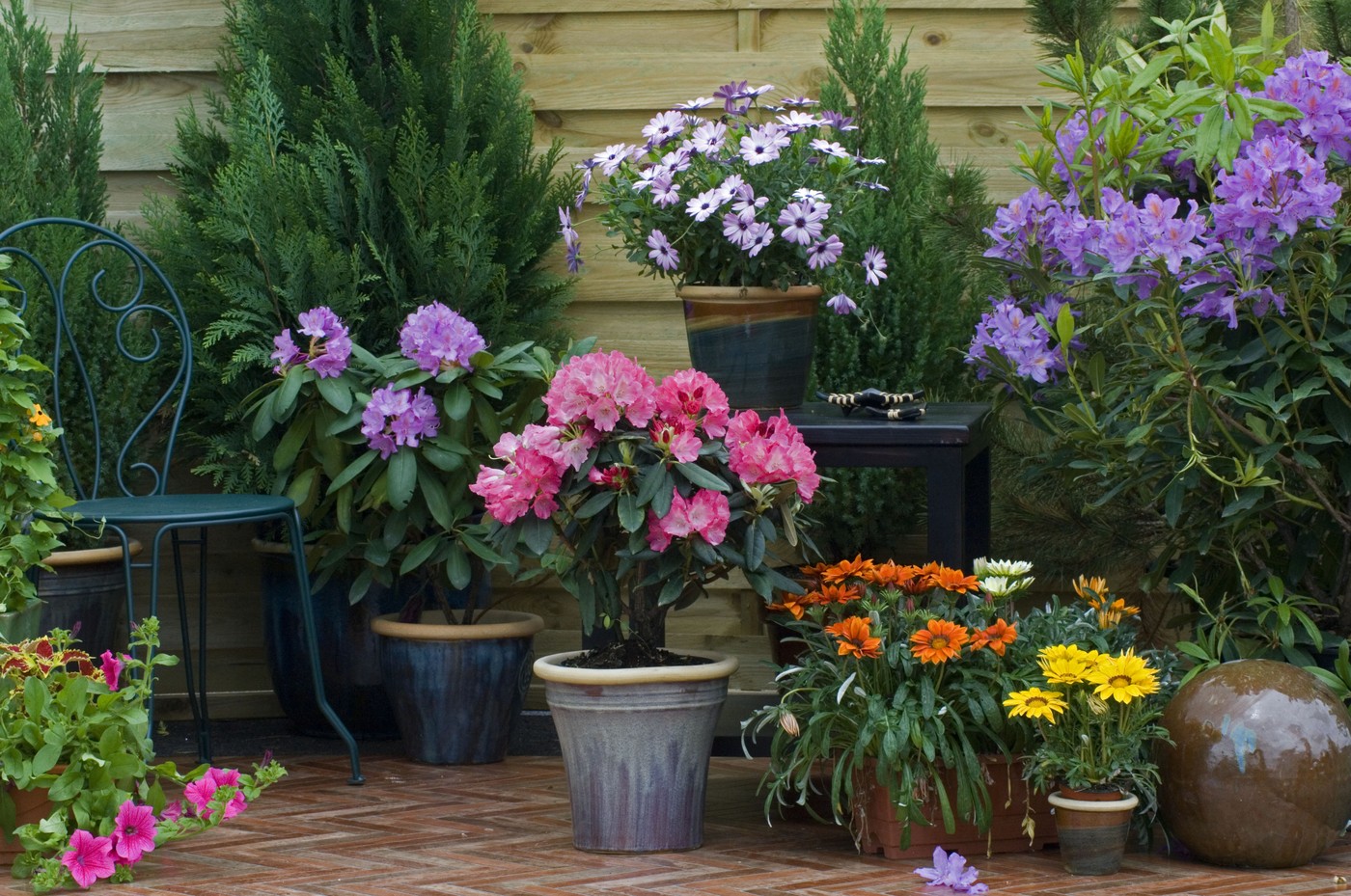 cvetlice, rože, terasa, vrt