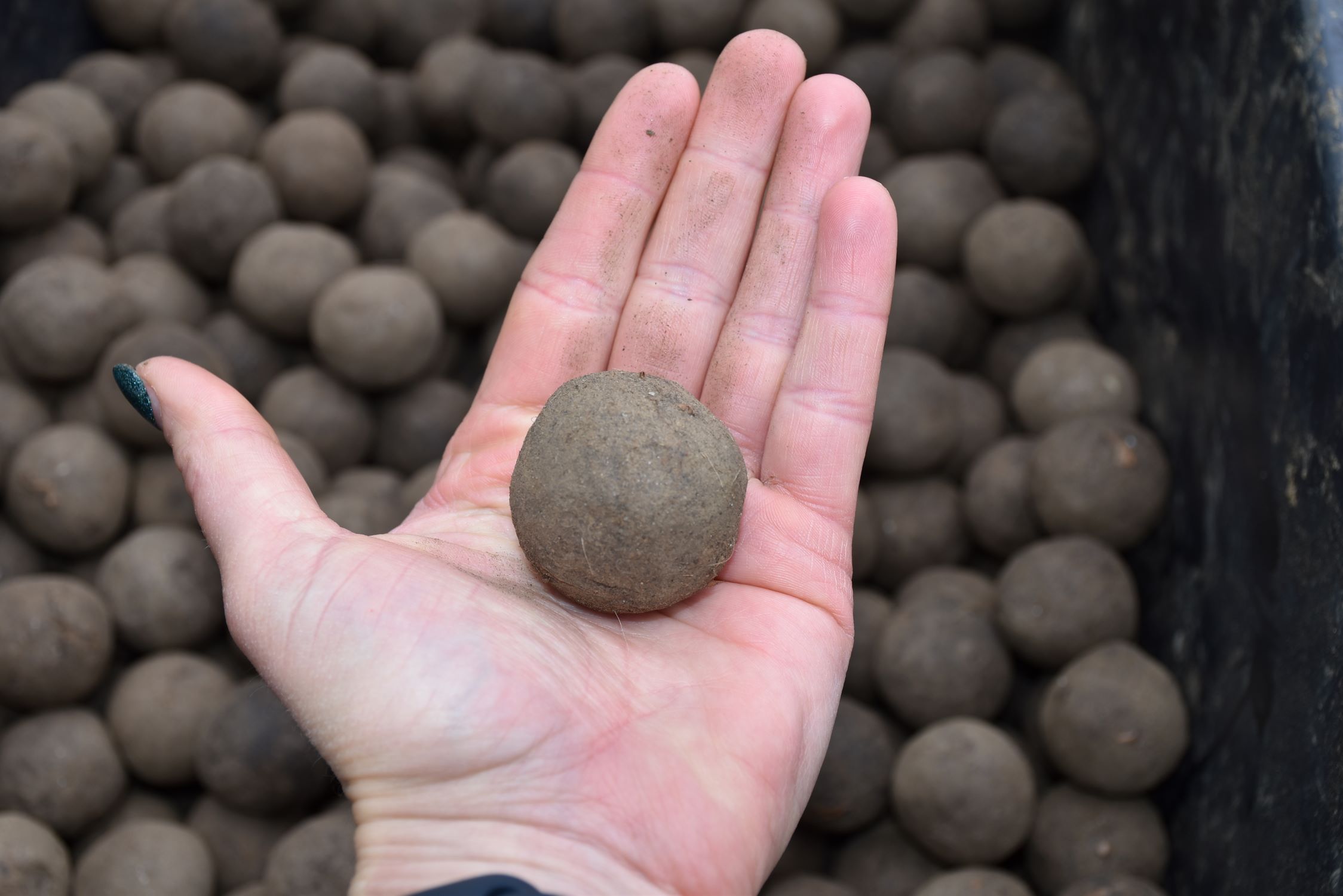 dron, gozd, boč, sajenje