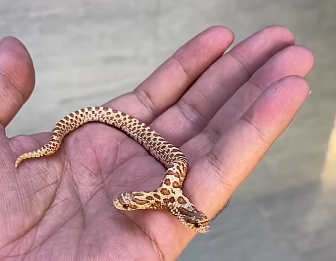 dvoglava kača, kače, bicefalija