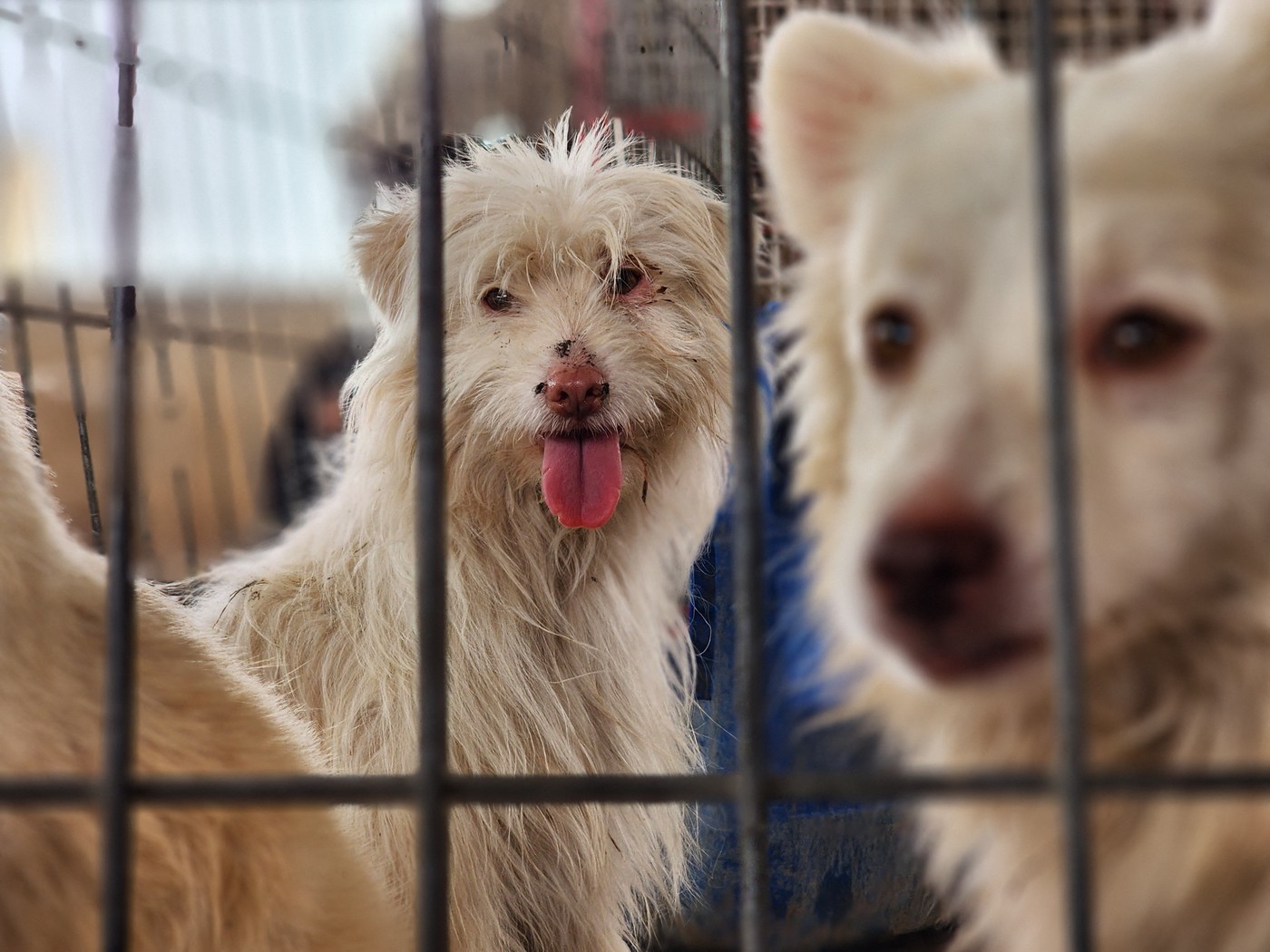 Struggle of animals for survival in the zoo in Khan Yunis