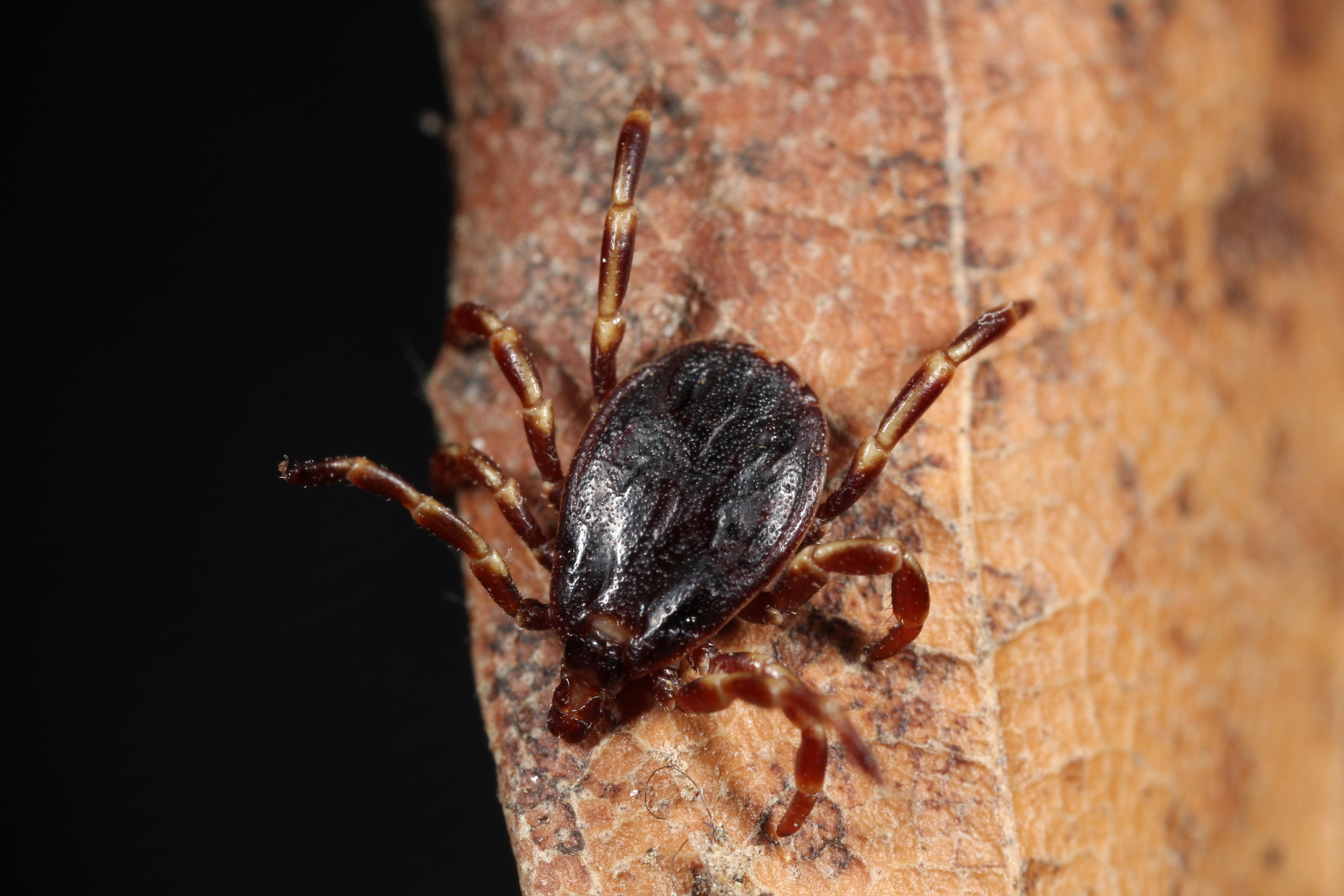 Dvogostiteljski klop