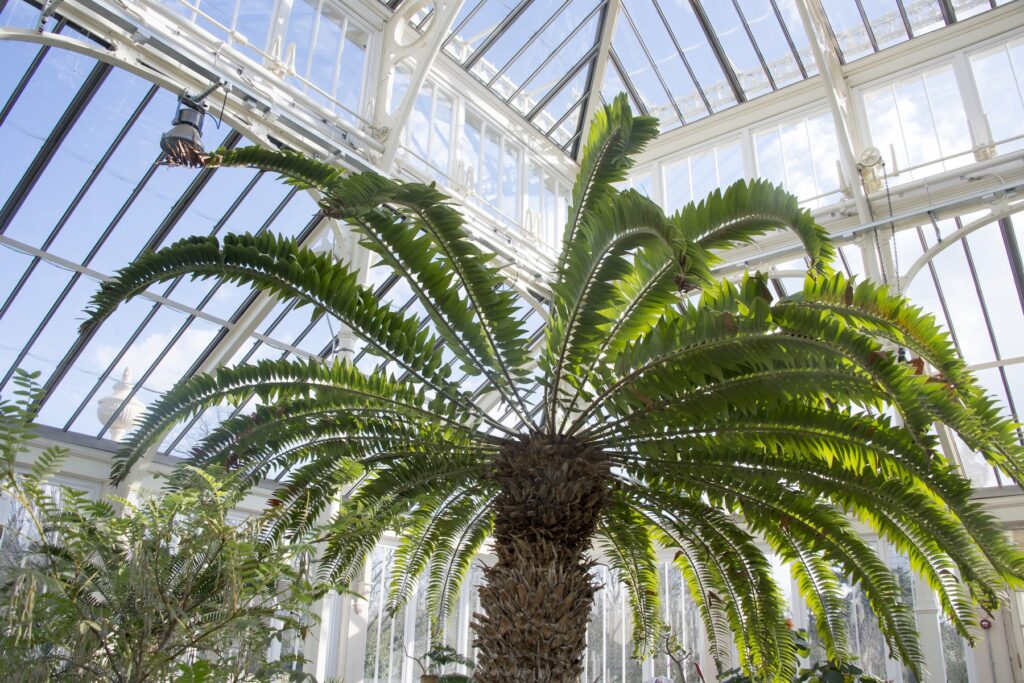 1716978861-Encephalartos-woodii-1024x683.jpg