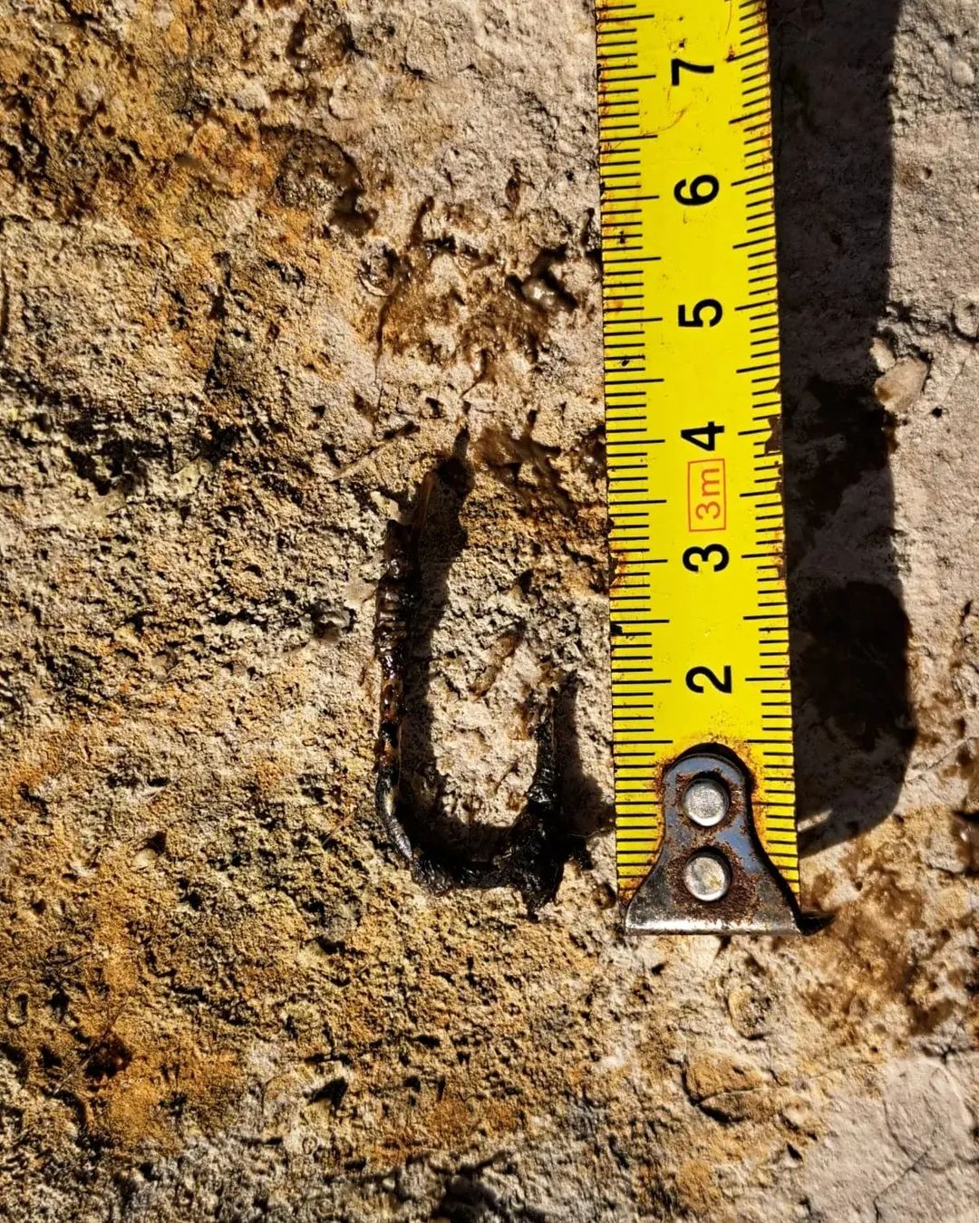 Želva, mrtva želva