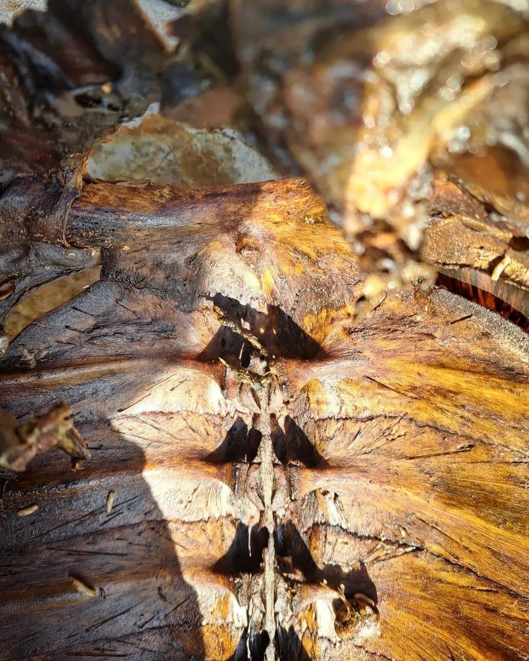 Želva, mrtva želva