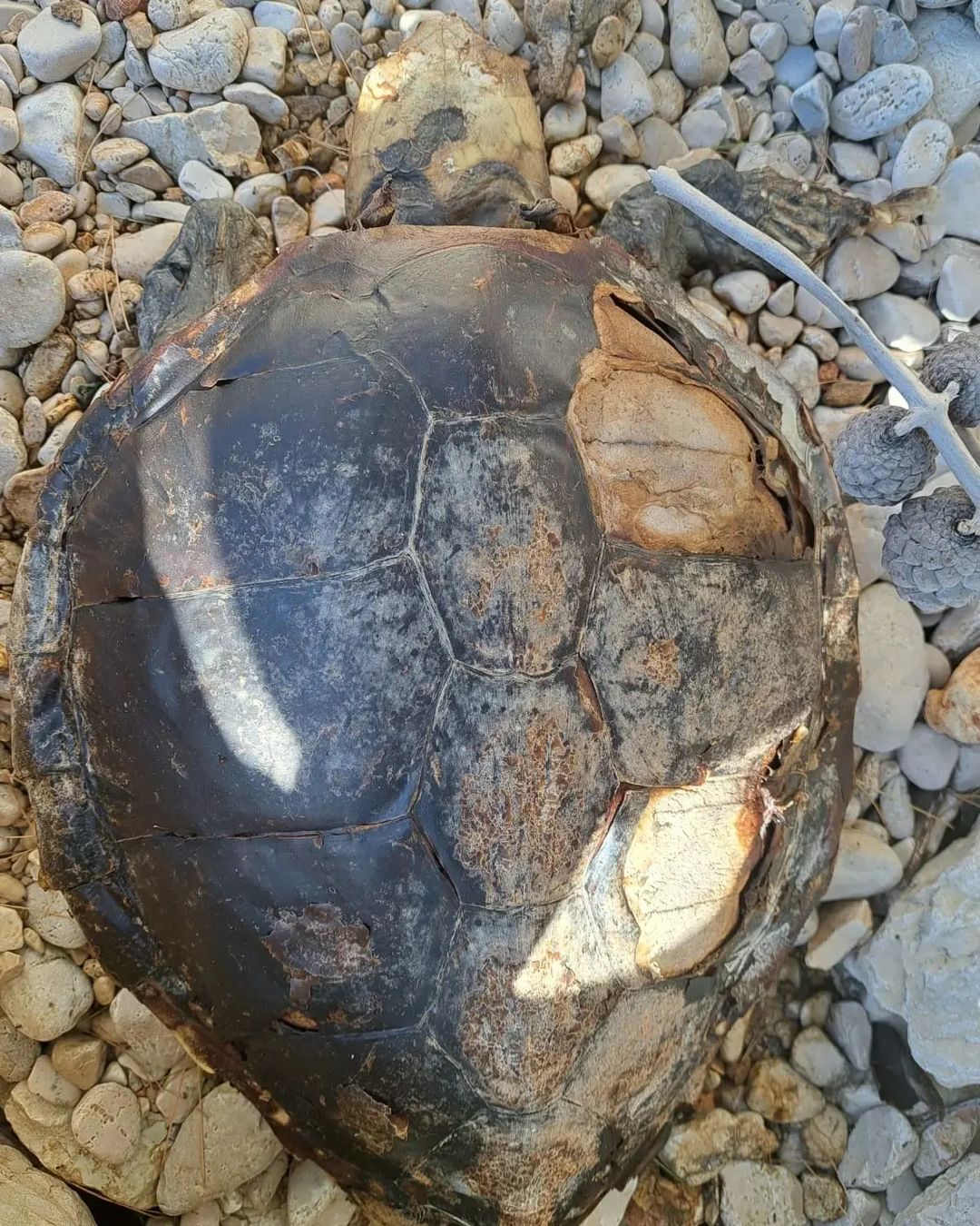 Želva, mrtva želva