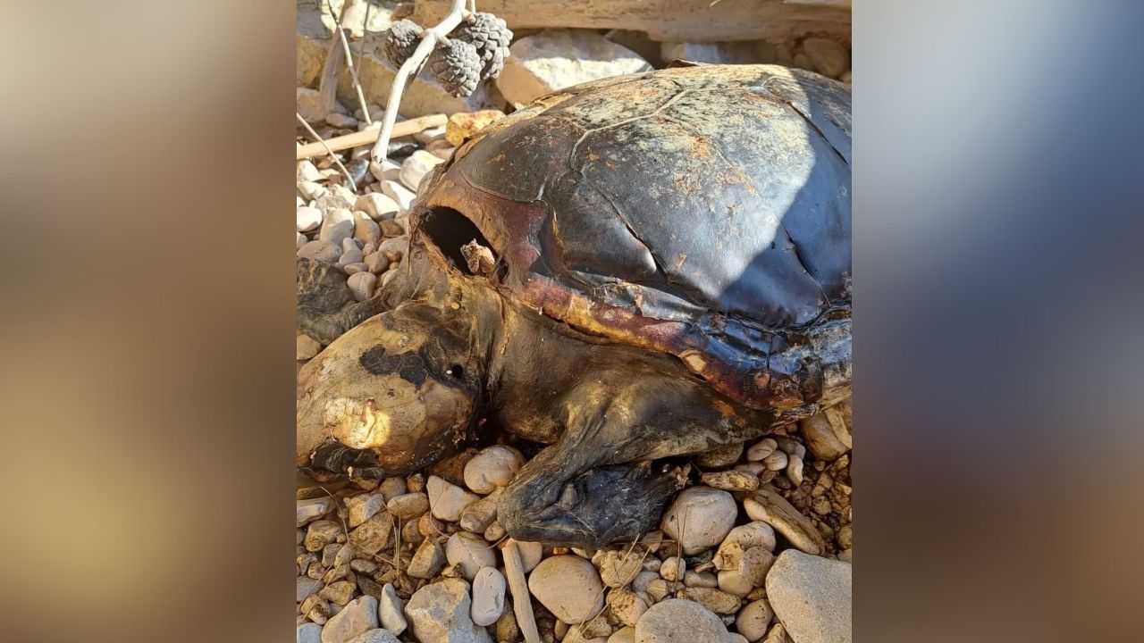 Želva, mrtva želva