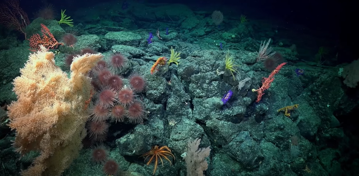 Schmidt Ocean Institute