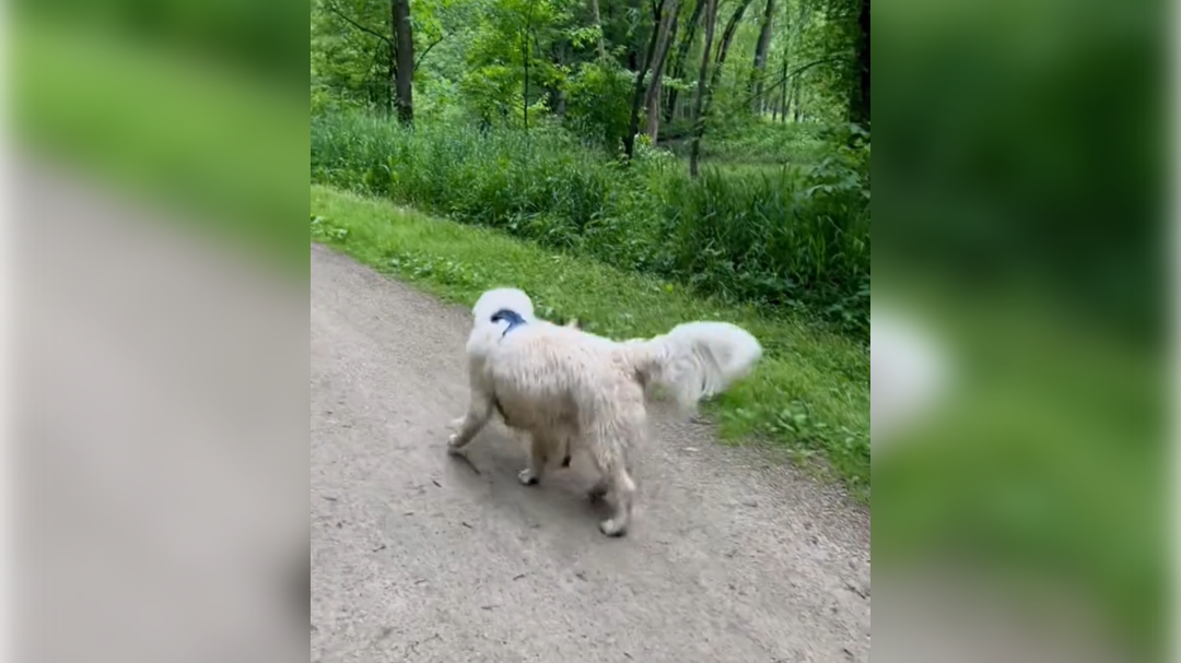 pes, srca, srečanje