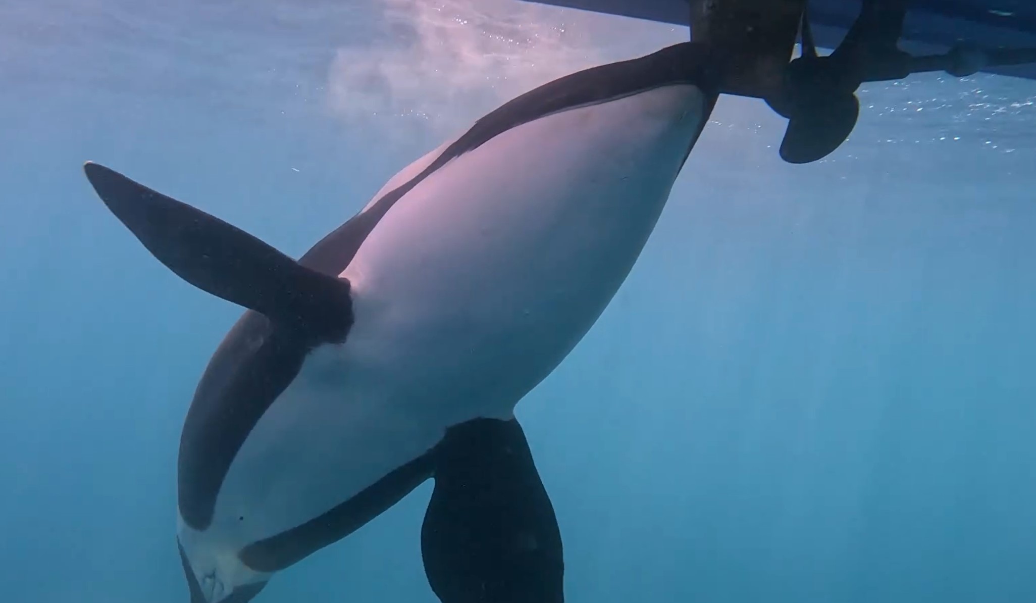 orka, igra, napad, čoln, jahta