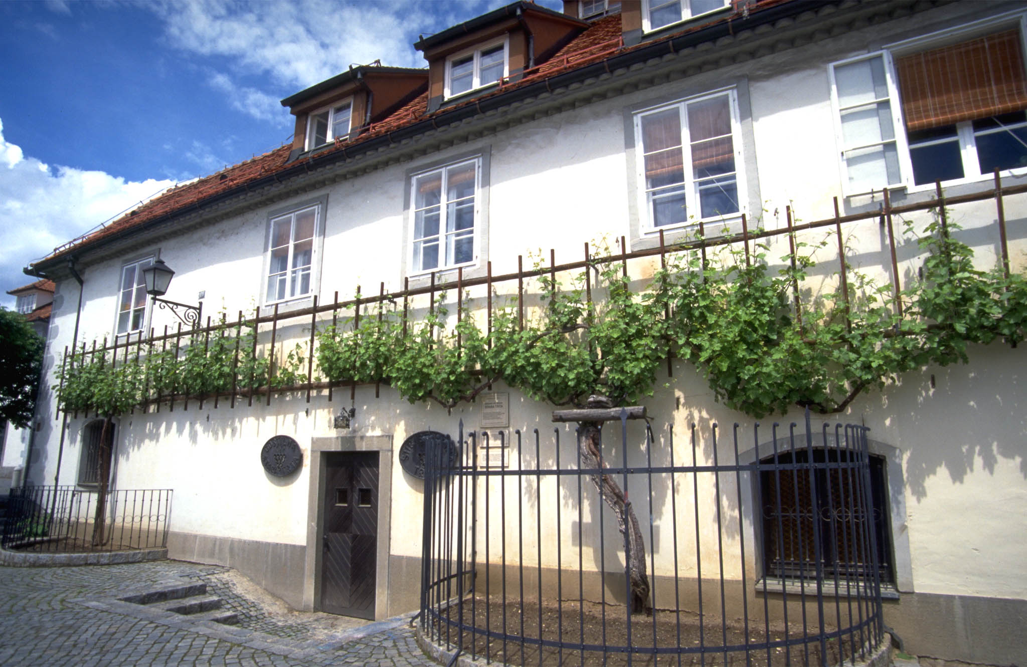 vinska trta, maribor, Hiša Najstarejše trte