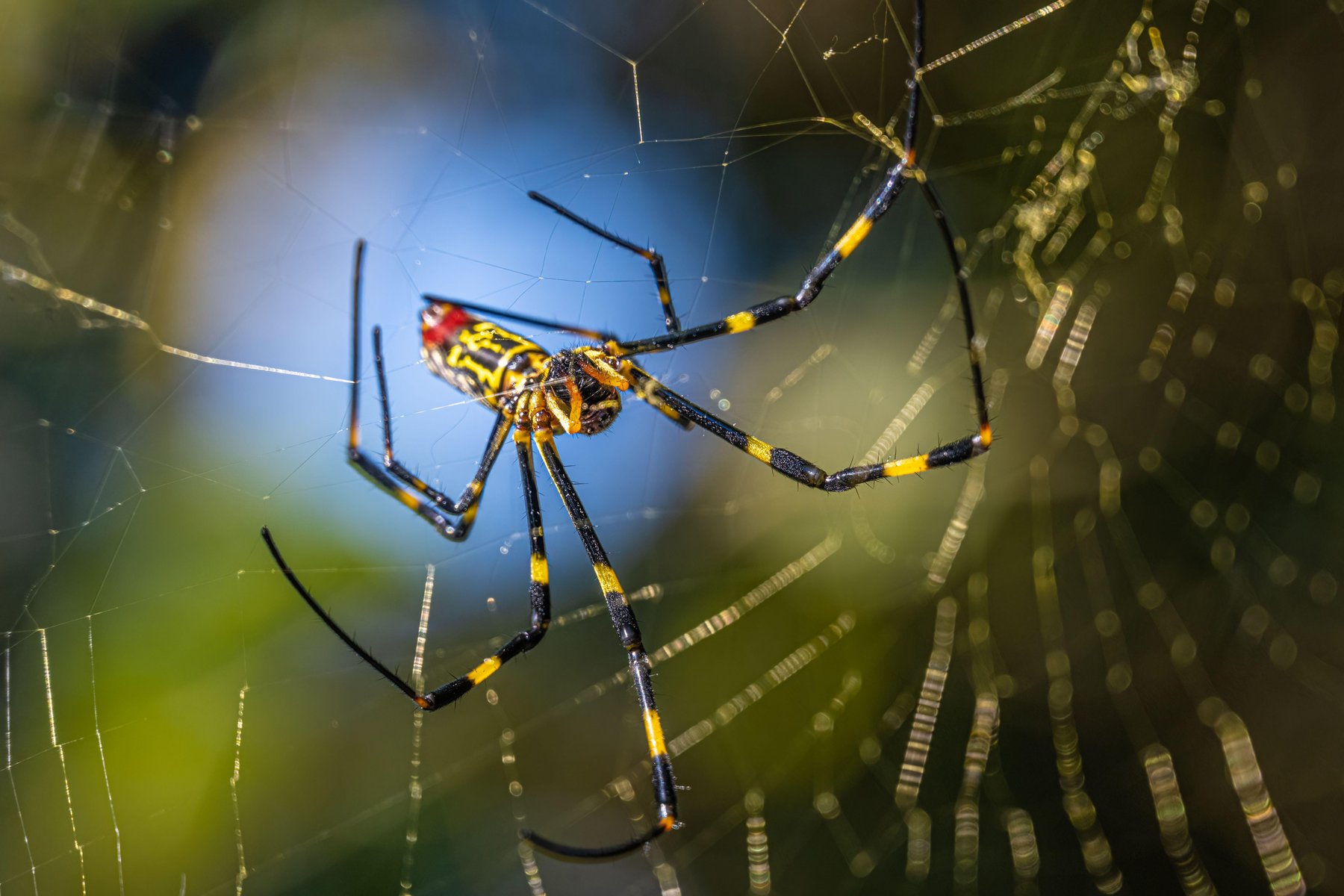 Trichonephila clavata, pajek