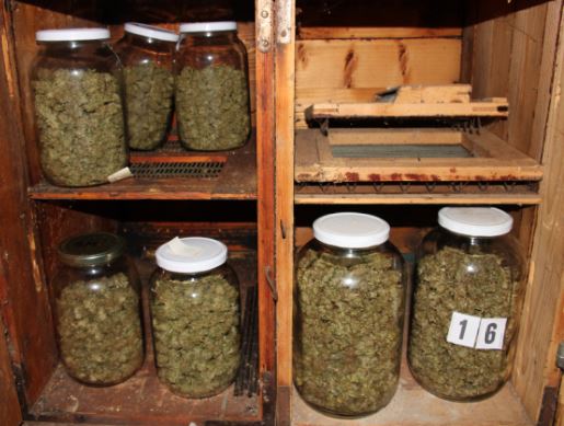 droga, konoplja, marihuana