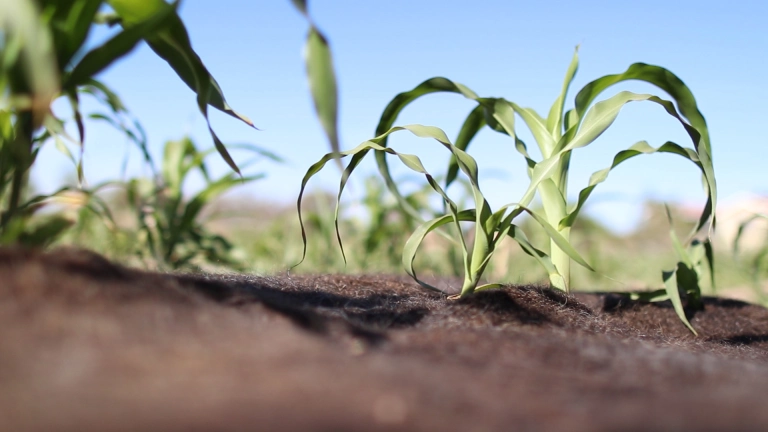 zastirka iz človeških las