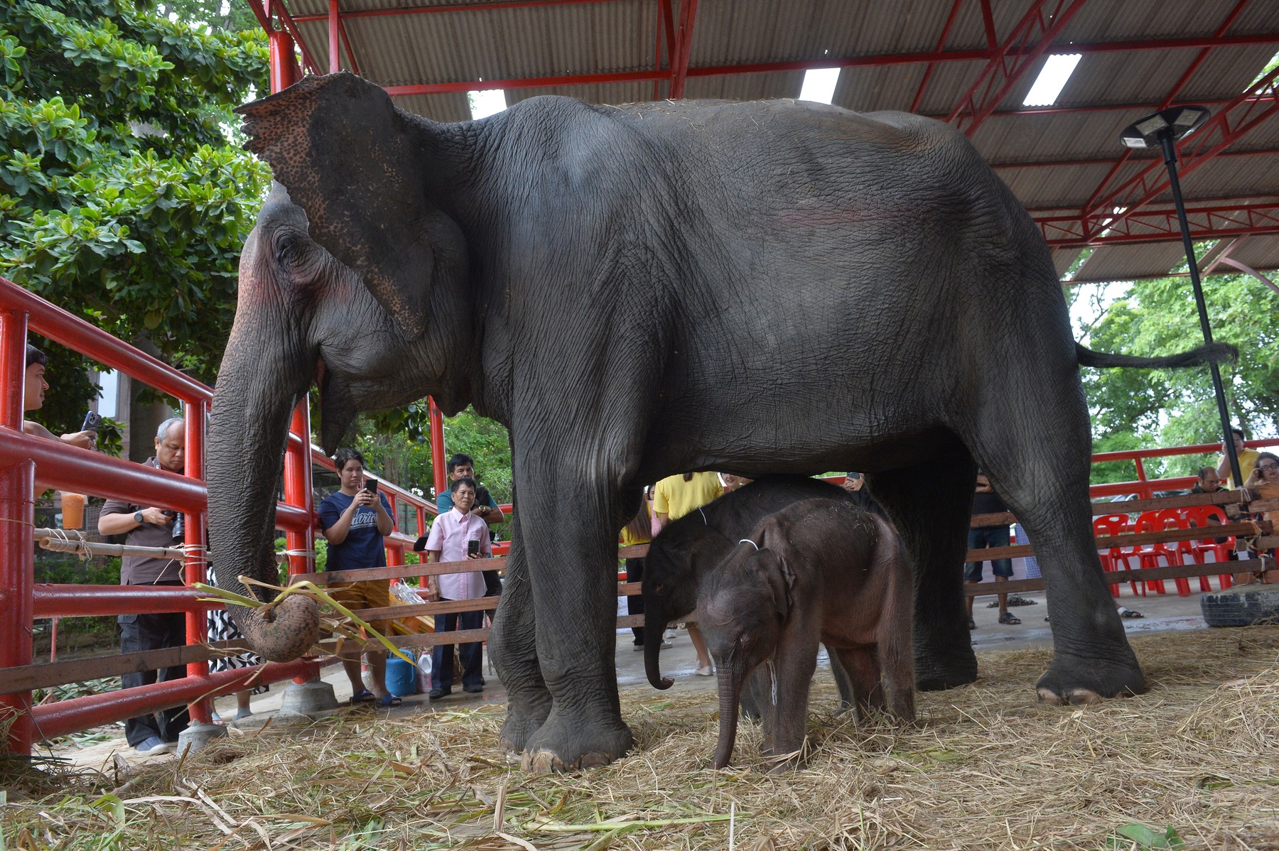 Tajska, slon, žival