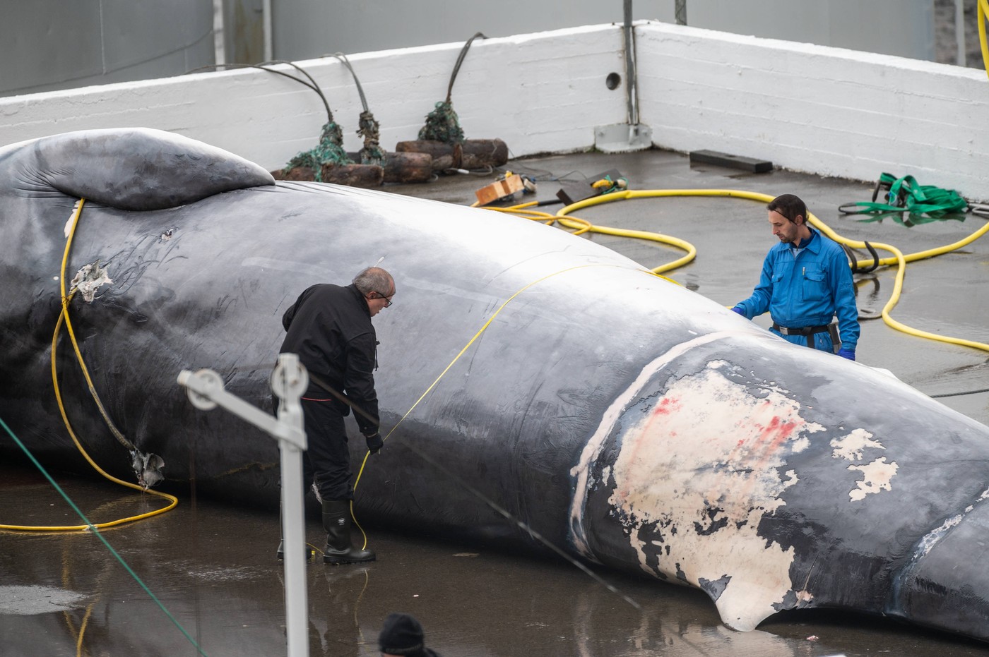 Einfahrt des Walfangschiffs HVALUR 9 mit zwei getöteten Walen in den Hafen der Walfangstation der Firma Hvalur hf. im Hv