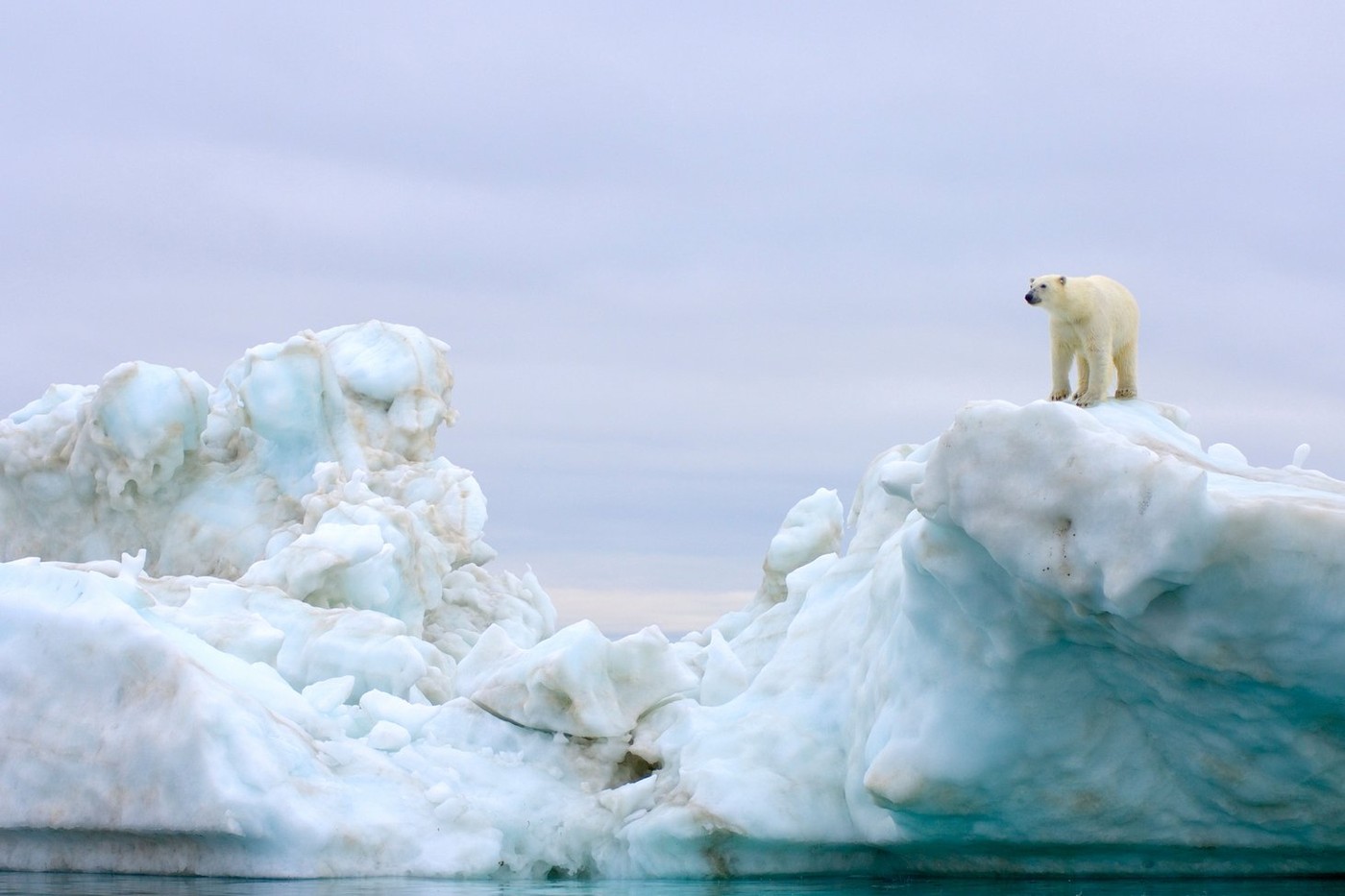 polarni medved, arktika, ocean, ledena gora