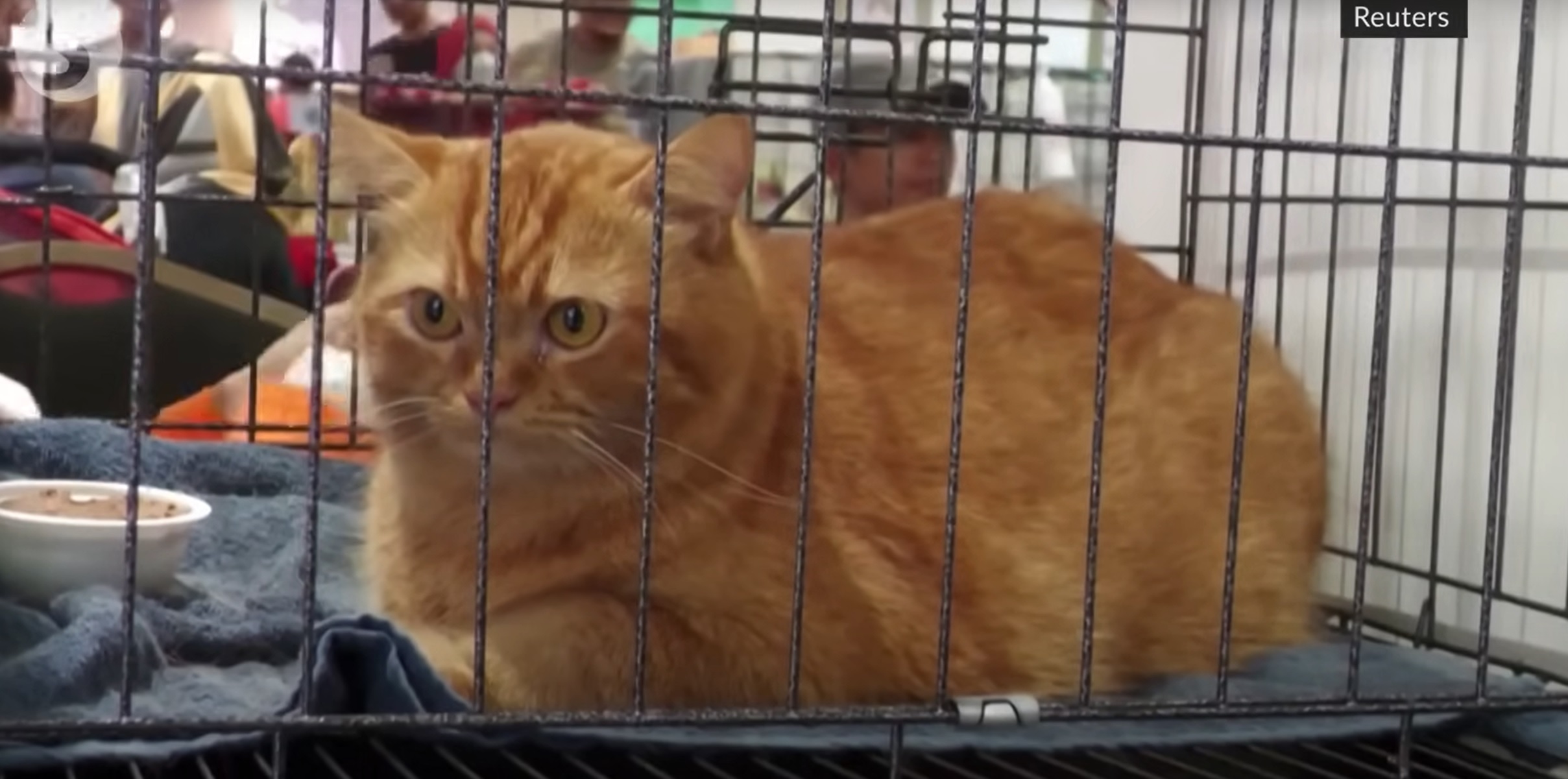 garfield, maček, mačka