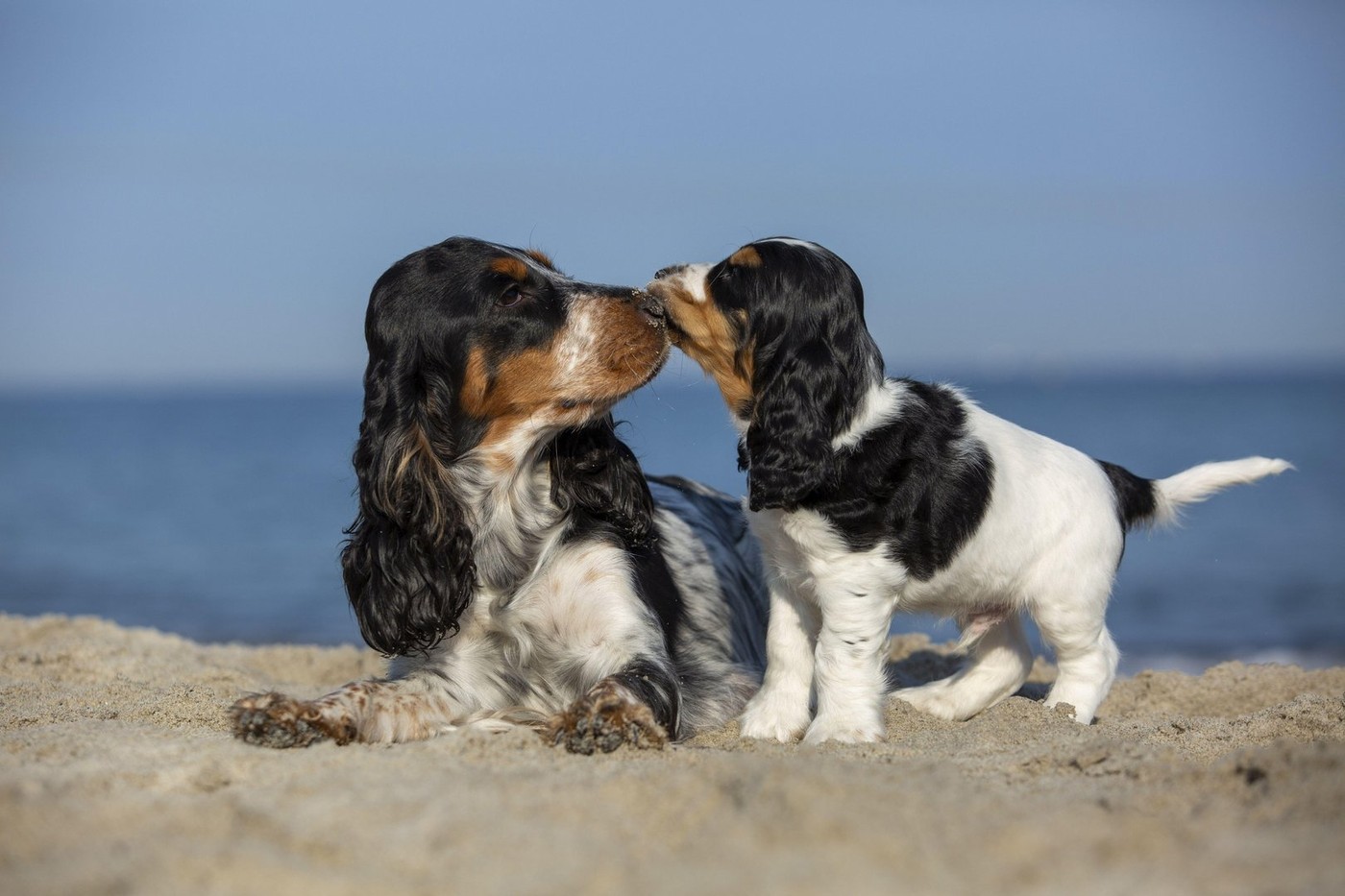 koker španijel, pes, mladiček