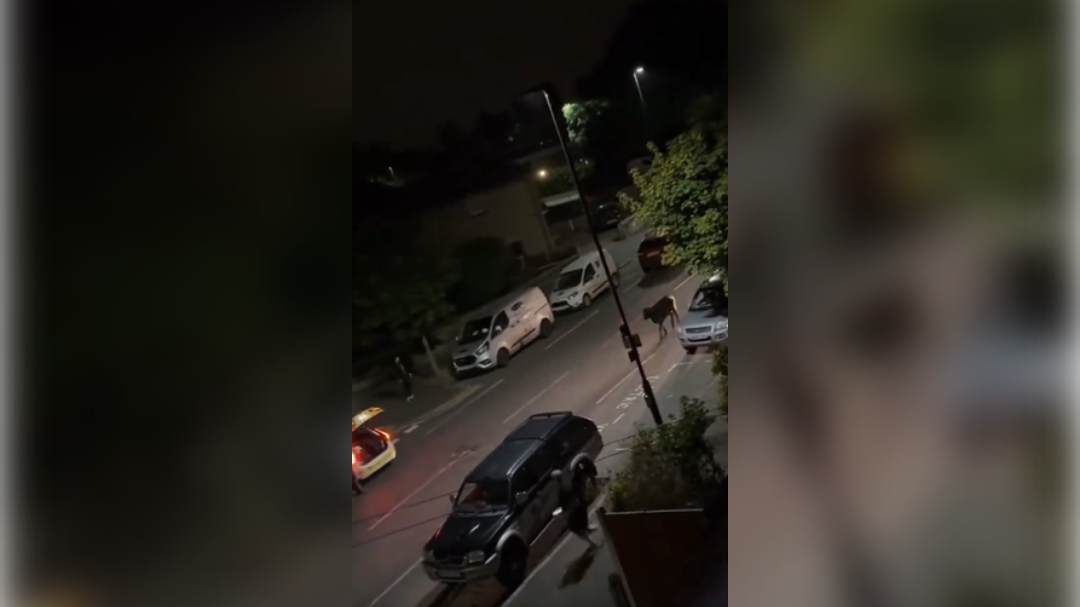 velika britanija, policija, pobegla krava