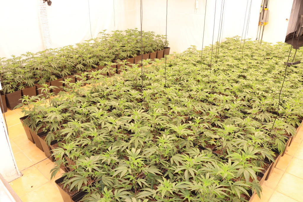 konoplja, trava, zaseg