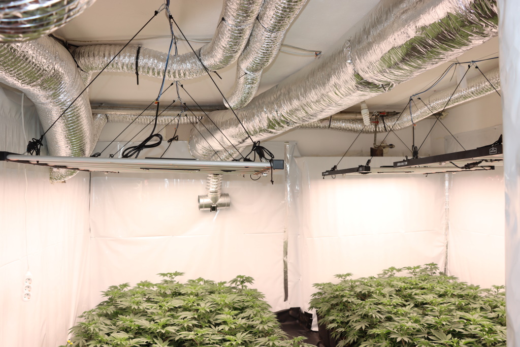 konoplja, trava, zaseg