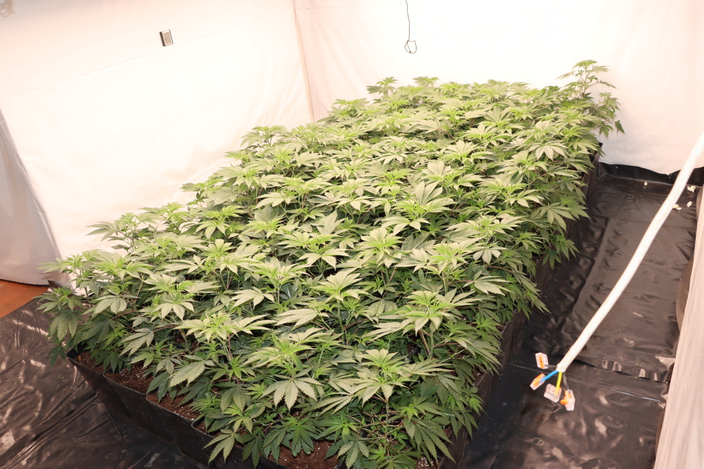 konoplja, trava, zaseg