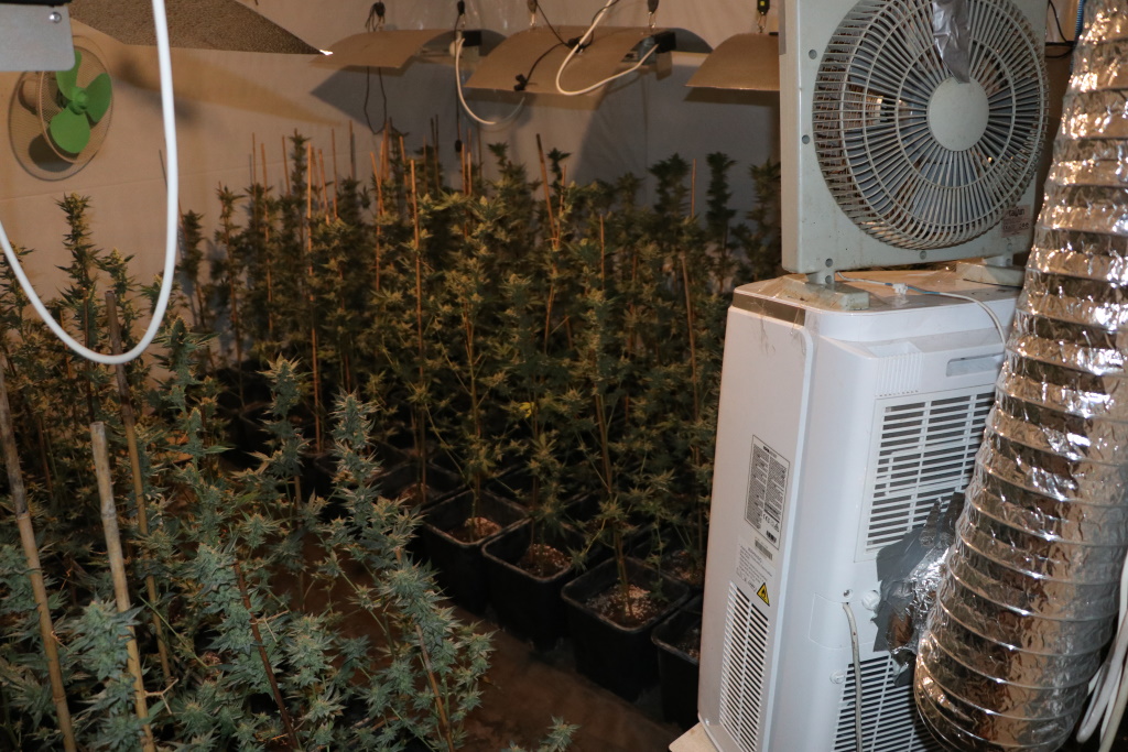 konoplja, trava, zaseg