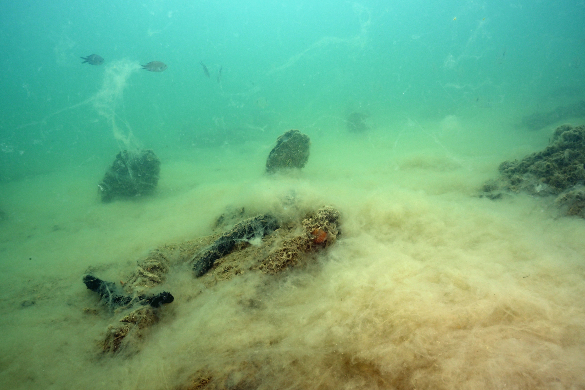 sluz, sluzenje, morja, slovenska obala