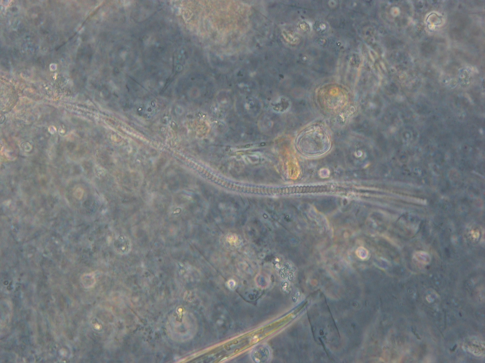 sluz, sluzenje, morja, slovenska obala