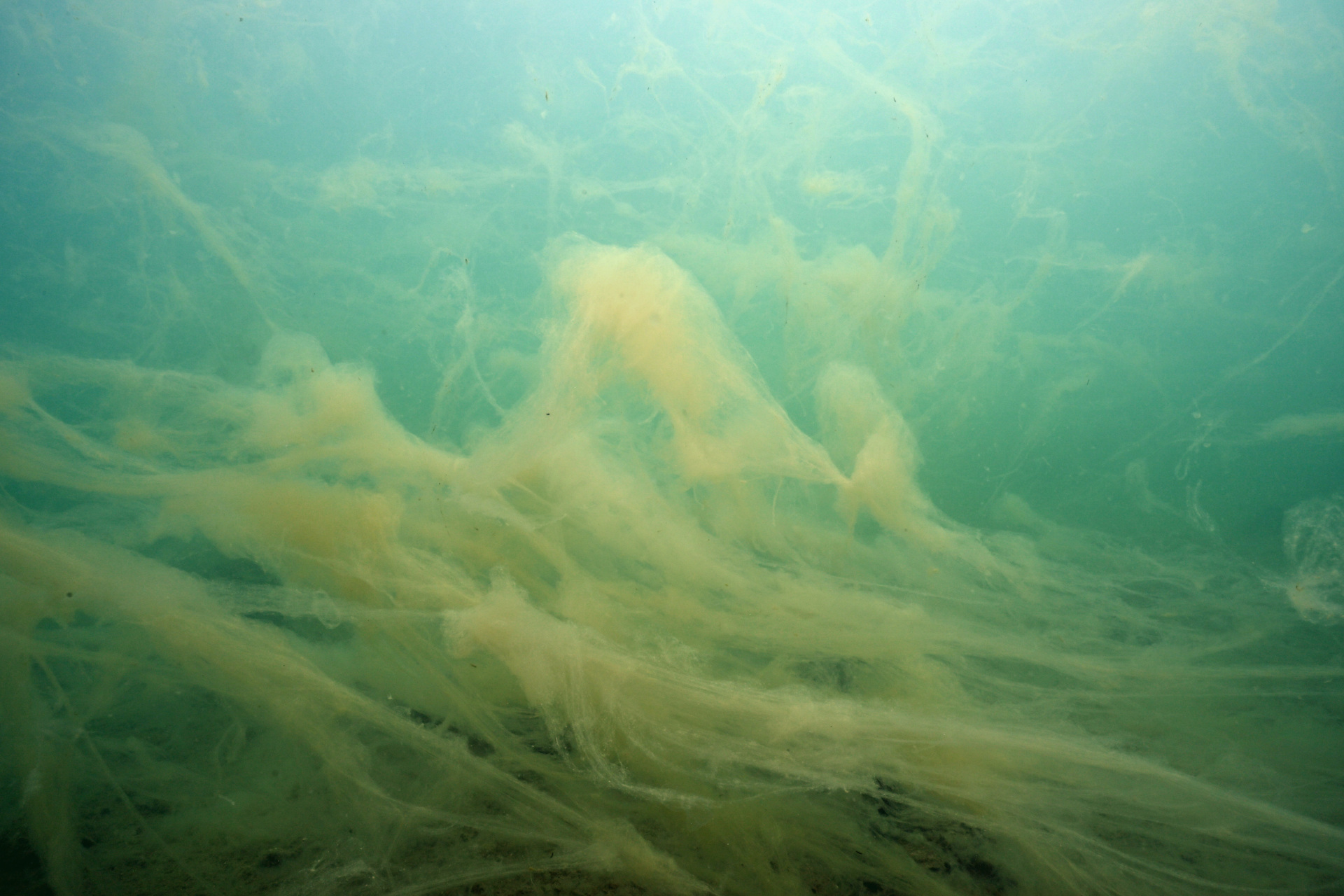 sluz, sluzenje, morja, slovenska obala