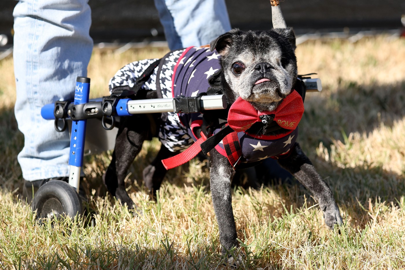 Ruff Competition! Wild Thang wins the Ugliest Dog Contest in Petaluma, California.