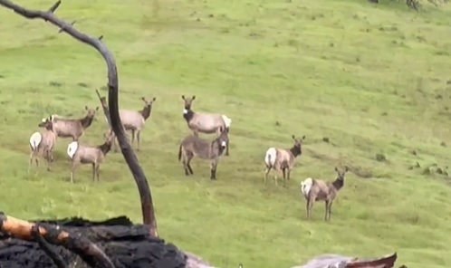 osel, jeleni, čreda