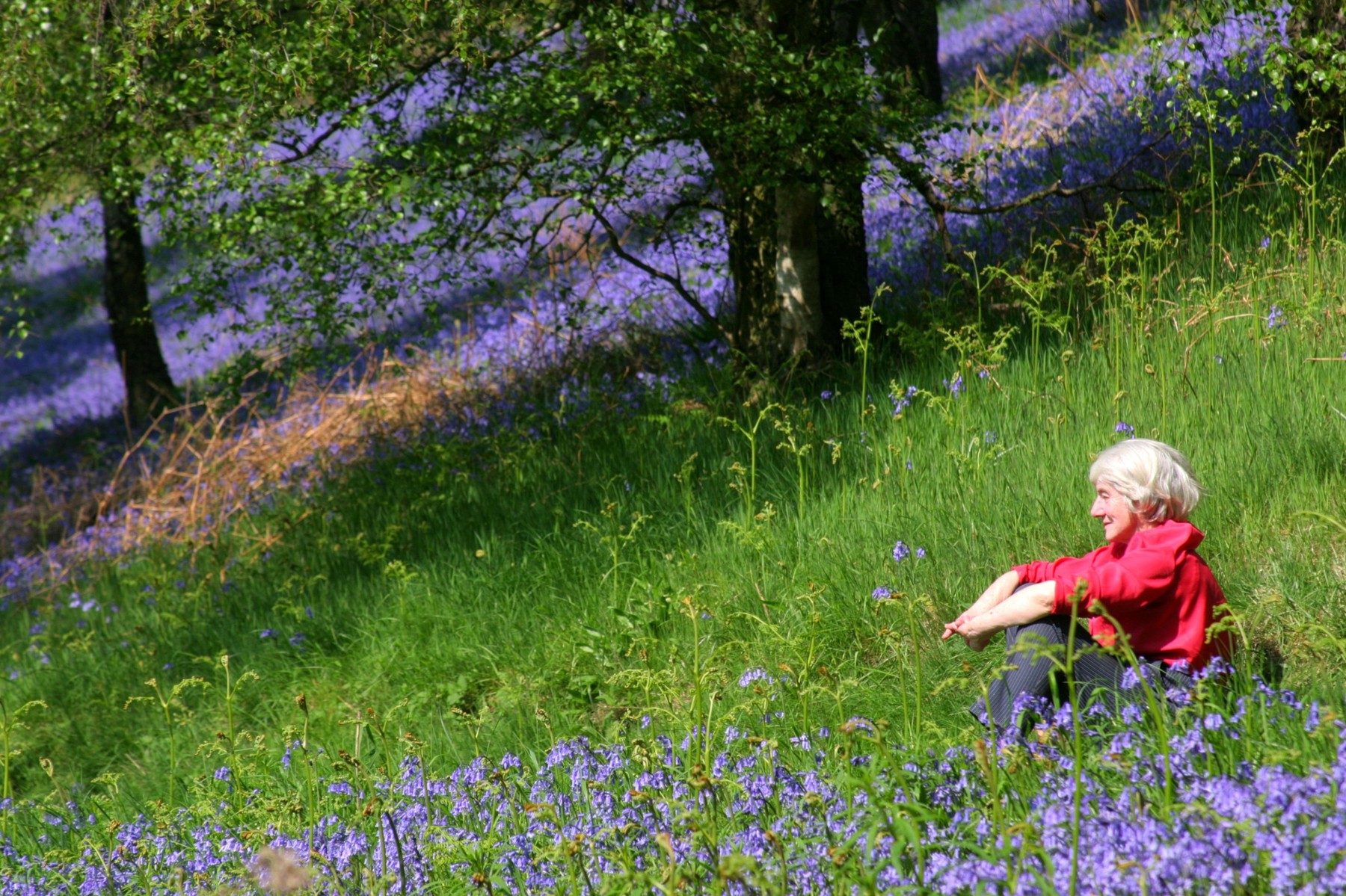 Upokojenka, travnik, rastline, rože