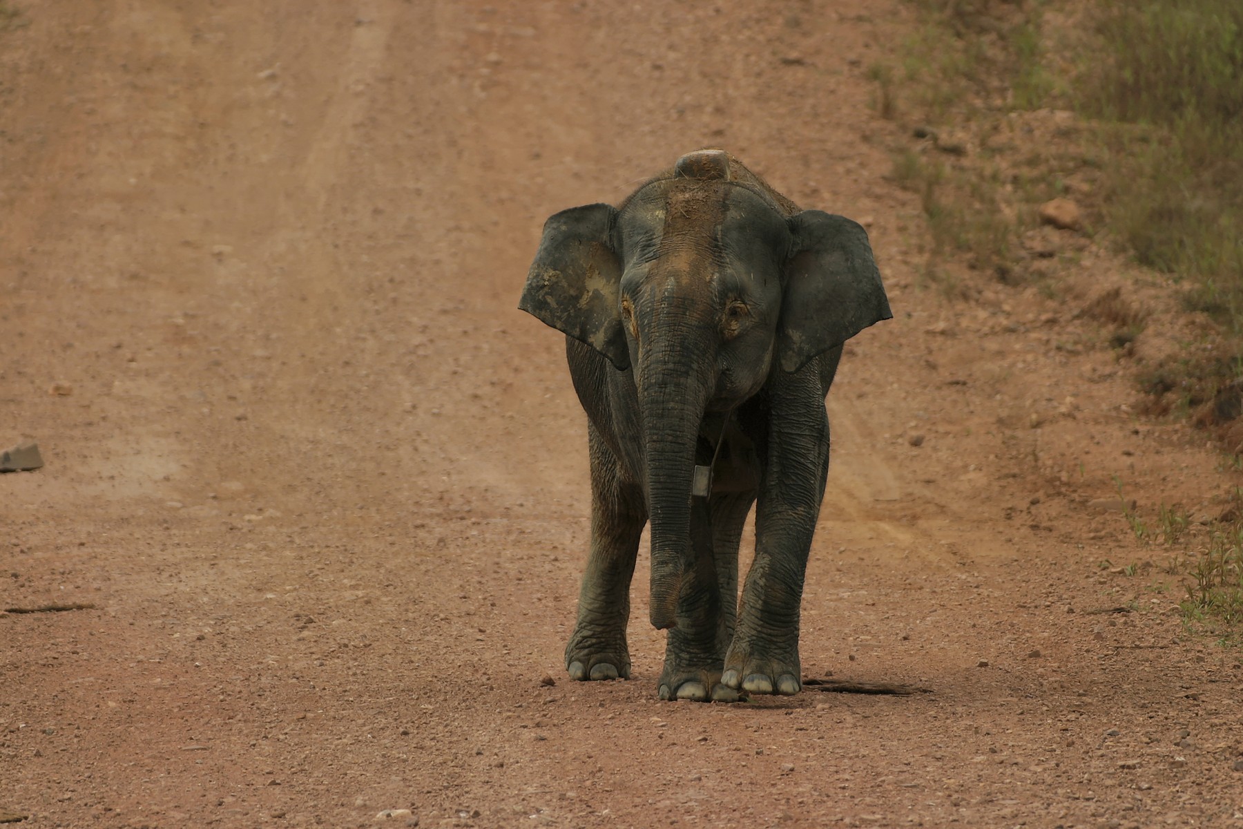bornejski slon, slon