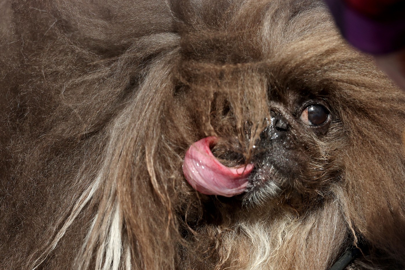 pes, grd pes, najgrši pes