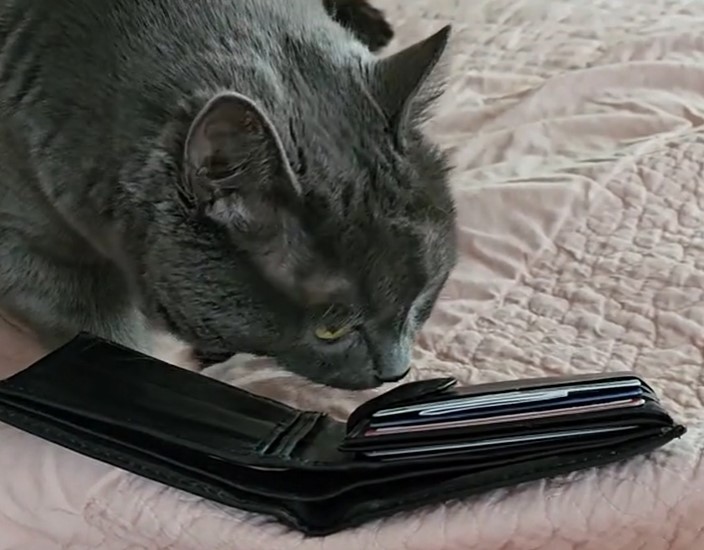 mačka, denarnica, TikTok