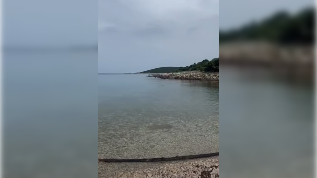 progasti gož v morju