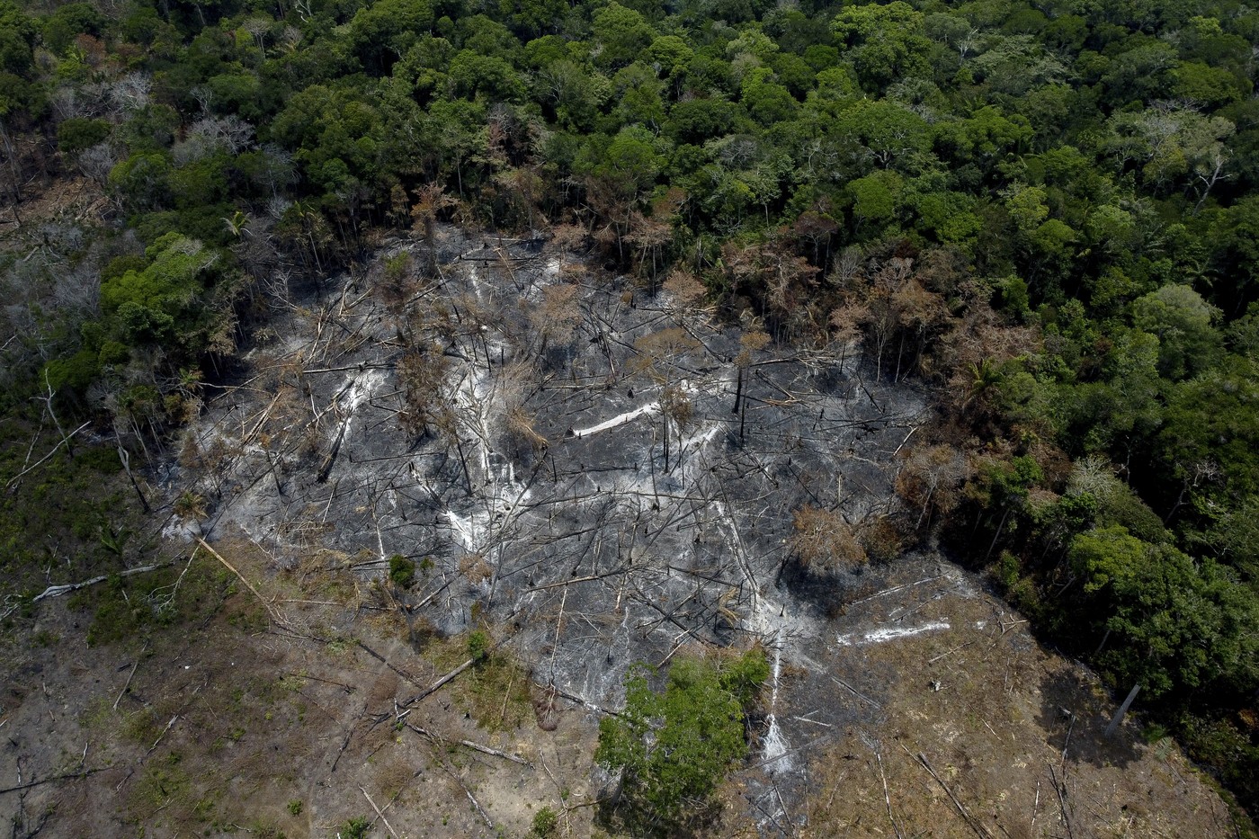 Izsekavanje amazonskega (Foto: PROFIMEDIA) 