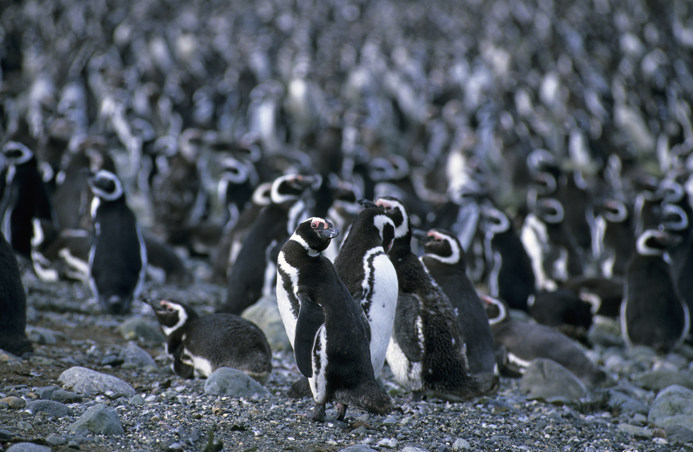 Magellanovi pingvini (Foto: PROFIMEDIA)