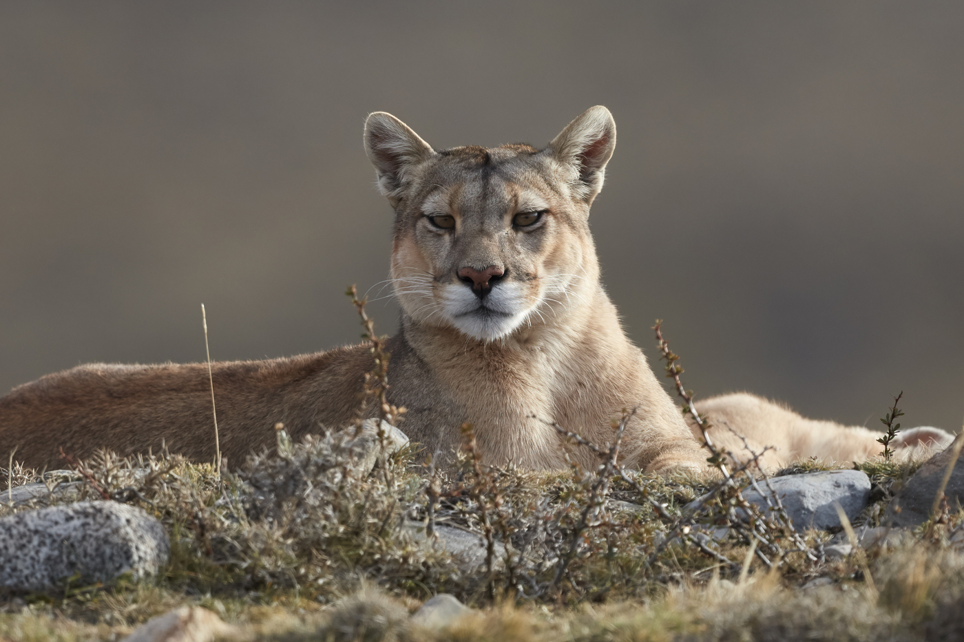 Puma iz Patagonije, Čile (Foto: PROFIMEDIA)